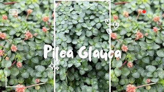 pilea glauca💚Silver Sparkle💚 [upl. by Ferdinanda]