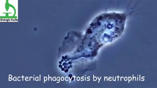 Amazing video  Bacterial Phagocytosis by Macrophages and Neutrophils [upl. by Airyk38]