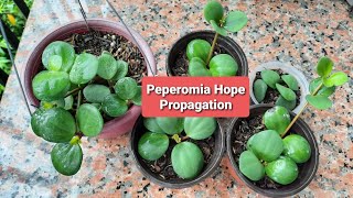 Peperomia Hope Propagation [upl. by Rooker]