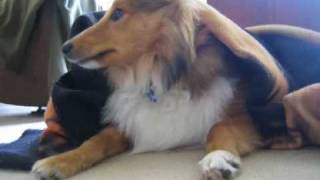 Cute Sheltie Movie  A Year in The Life of Howard Woofington Moon [upl. by Arratal674]