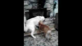 great pyrenees vs pitbull pyr strikes back [upl. by Rramal]