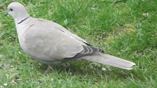 CollaredDoves with Cowbirds [upl. by Elfrida18]