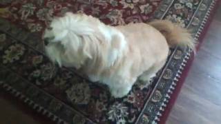 Lhasa Apso learning to talk [upl. by Glendon]