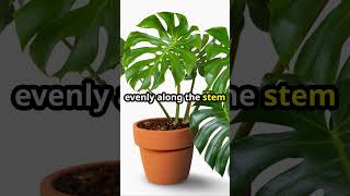 Monstera Magic Moss Pole Mastery [upl. by Liberati]