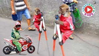 FUNNY MONKEY TOPENG MONYET LUCU Full Attraction [upl. by Edbert]