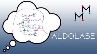 Aldolase Mechanism [upl. by Frymire295]