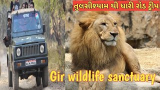 Tulsishayam to Dhari  Gir Wildlife Sanctuary Gujarat  जंगल सफारी girwildlife sanctuary [upl. by Liuka]