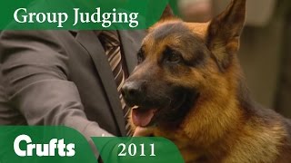 German Shepherd Dog Wins Pastoral Group Judging at Crufts 2011  Crufts Dog Show [upl. by Attener]