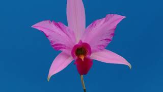 Laelia anceps fdisplinada orchid [upl. by Georg]