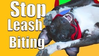 How To Stop PUPPY BITING on a Leash [upl. by Aloel]