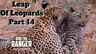 Leap Of Leopards Mother And Cubs 14 Family Fun [upl. by Llechtim]