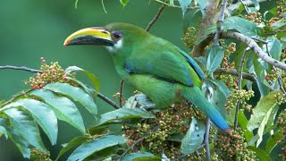 Northern EmeraldToucanet and its Call [upl. by Hsot]