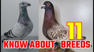 AMAZING FANCY PIGEON BREEDS VIDEO  EYE CATCHING PIGEON BREEDS COLLECTION 24 [upl. by Rapsac]