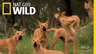 Dingo Fast Food  Nat Geo Wild [upl. by Anceline659]