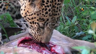 Leopard Feast Watch As Majestic Male Devours A Kudu [upl. by Loughlin]