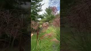 Blooming Miscanthus Gracillimus Maiden Grass [upl. by Sikes]