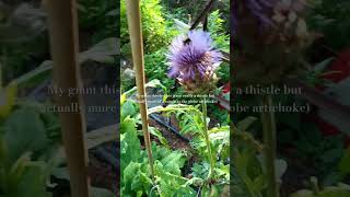 Cynara cardunculus  get this plant and the bees will love you for ithelpfulgardeningtips [upl. by Asikal]