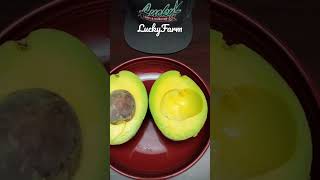 Choquette Avocado 🥑 Tasting [upl. by Asusej]