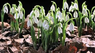 EARLY SPRING snowdrop flower time laps Sir David Attenboroughs opinion [upl. by Nico]