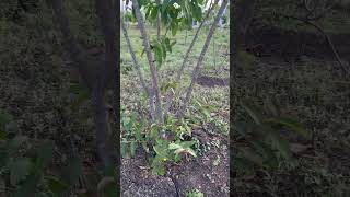 2years old Terminalia elliptica  Karumarudhu Karimaruthu  மருத மரம்  கருமருது  கரிமருது [upl. by Gonzales827]