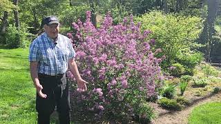 How To Prune Lilacs  To Keep Them Healthy Vigorous Free Flowering amp Well Formed 😉👏👍✂️💚 [upl. by Ailed]