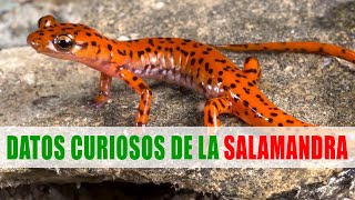 Las salamandras  Datos curiosos de animales [upl. by Foskett]