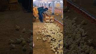 Shed No Chicks 12 poultry viralshorts viral shorts shortsvideo ytshorts trending chicks [upl. by Enak]