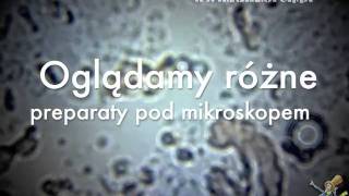 Szkiełko i oko czyli jak działa mikroskop  warsztaty [upl. by Ijar]