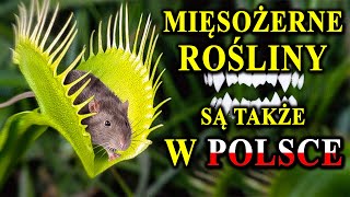 Rośliny Które Polują na Owady Płazy a Nawet Ssaki [upl. by Berty]