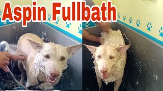 Fullbath Aspin Asong pinoy Grooming [upl. by Arela612]