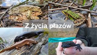 Z życia płazów [upl. by Mcgrody]