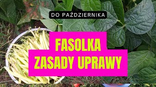 Fasolka szparagowa – uprawa Będzie rosła do października [upl. by Odidnac]