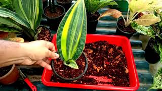 AZ Care Information Guide for Sansevieria Masoniana Variegated II Variegated Whale Fin Care Guide [upl. by Auqinaj971]