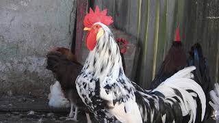 Roosters Crowing  Farm Sound Effects [upl. by Airres]