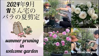 【2024年9月 Nさん宅のバラの夏剪定】summer pruning in welcome garden [upl. by Harbert140]