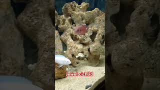 Jewel cichlid aquariumhobby cichlids africancichlids yellowlabs viralvideo [upl. by Ott]