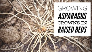 Growing Asparagus Crowns in Raised Beds [upl. by Kieger698]