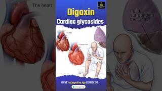 Digoxin  Cardiac glycosides  Short Review by Girvar sir digoxin cardiacglycosides nursing [upl. by Rafter]