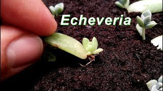 How to Grow Echeveria amp Succulent from leaf [upl. by Gal]