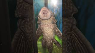 LARGE Hypostomus Plecstomus pleco [upl. by Hctim]