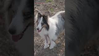 Dogs Breeds🐕  Beauties of Dogs  shortvideo viral trending youtubeislife youtube [upl. by Julina]