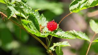 salmonberry  Rubus spectabilis Identification and characteristics [upl. by Elleinahc]