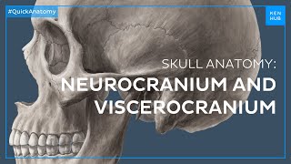 Head regions Neurocranium and viscerocranium  Quick Anatomy  Kenhub [upl. by Eisej]