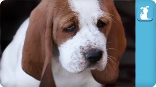 80 seconds of Adorable Wrinkled Basset Hound Puppies [upl. by Ibrek]