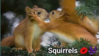 squirrel sounds to make them come to you  squirrel sounds  squirrel calls [upl. by Leeban428]