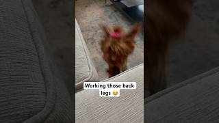 Teacup Poodle Workout 🐶 dog [upl. by Conni]