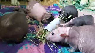 the girlies guineapigslove guineapig guineapiggies rodent guineapiggy skinnypig cavy pig [upl. by Anaiv]