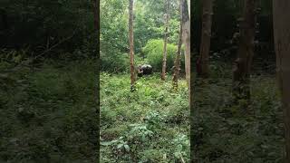 Bison spotted in jungle safari jungle shorts viral trendingshorts [upl. by Nivrae145]