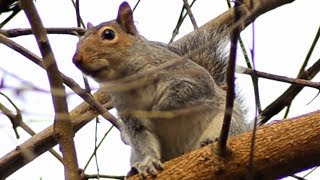 Squirrel Barking  Call Loud Sound [upl. by Jat]