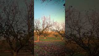 Drone flying through a Hazelnut Orchard in Winter trees shorts hazelnut drone [upl. by Oicnanev365]